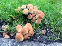 Coprinellus micaceus image