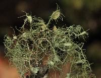 Usnea intermedia image