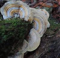 Trametes versicolor image