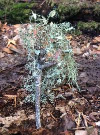 Usnea intermedia image