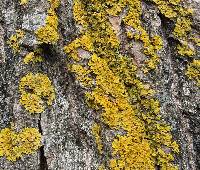 Image of Xanthoria fallax