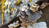 Trametes versicolor image