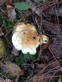 Russula brevipes image