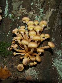 Armillaria mellea image