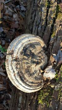 Ganoderma applanatum image