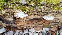 Ganoderma applanatum image