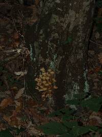 Armillaria mellea image