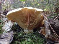 Russula brevipes image