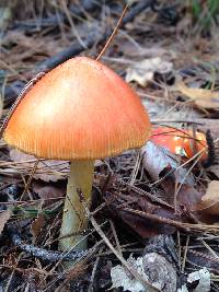 Amanita caesarea image