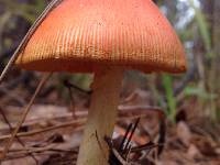 Amanita caesarea image