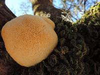 Hericium erinaceus image