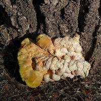 Laetiporus gilbertsonii image