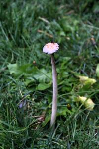 Coprinus comatus image