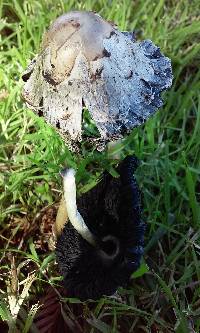 Coprinus comatus image