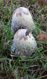 Coprinus comatus image