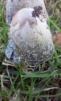 Coprinus comatus image