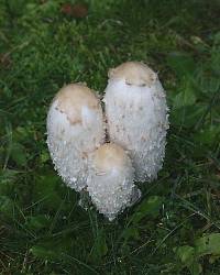 Coprinus comatus image