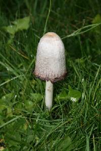 Coprinus comatus image