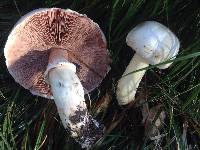 Agaricus xanthodermus image