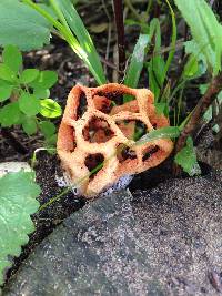 Clathrus ruber image