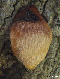 Hericium erinaceus image