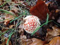 Amanita muscaria image