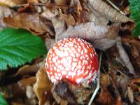 Amanita muscaria image