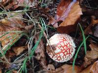 Amanita muscaria image