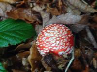 Amanita muscaria image