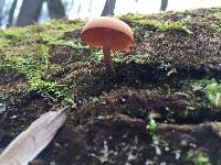 Galerina marginata image