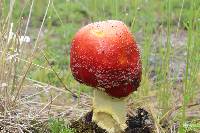 Amanita muscaria image