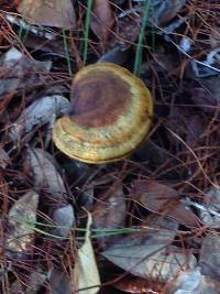 Ganoderma curtisii image