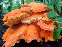 Laetiporus sulphureus image