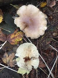 Clitocybe nebularis image