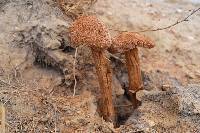 Battarrea phalloides image