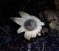 Geastrum saccatum image