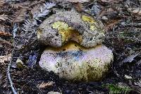 Boletus eastwoodiae image