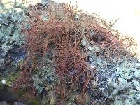 Usnea rubicunda image