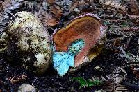 Boletus eastwoodiae image