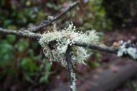 Evernia prunastri image