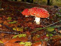 Amanita muscaria image