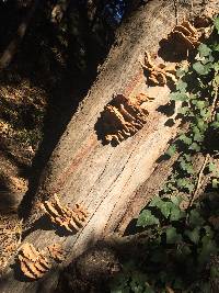 Laetiporus gilbertsonii image