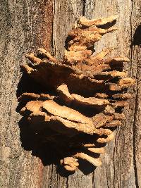 Laetiporus gilbertsonii image