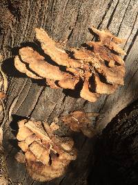 Laetiporus gilbertsonii image