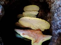 Laetiporus gilbertsonii image