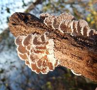 Schizophyllum commune image