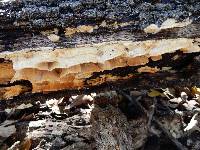 Image of Trametes cervina