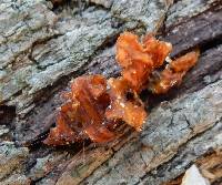 Tremella mesenterica image