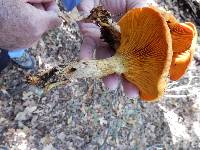 Omphalotus illudens image