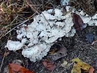 Schizophyllum commune image